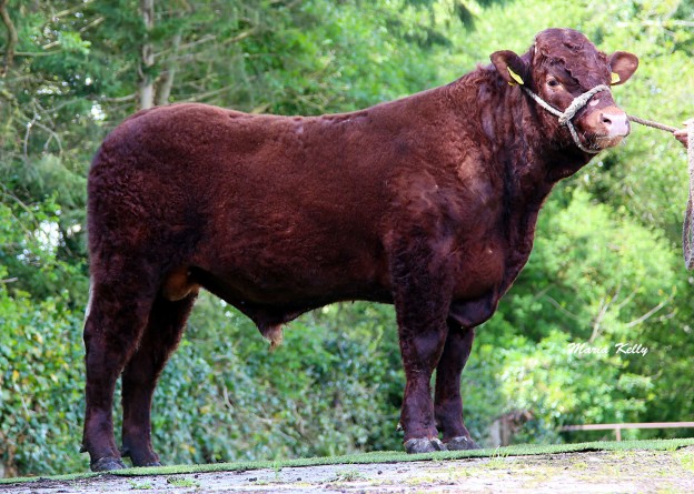 First Calves from Highfield Odran SA2153
