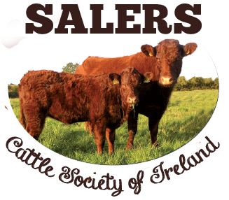 Read more about the article Salers bulls AI figures