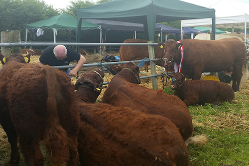 Read more about the article Athlone Show 2016