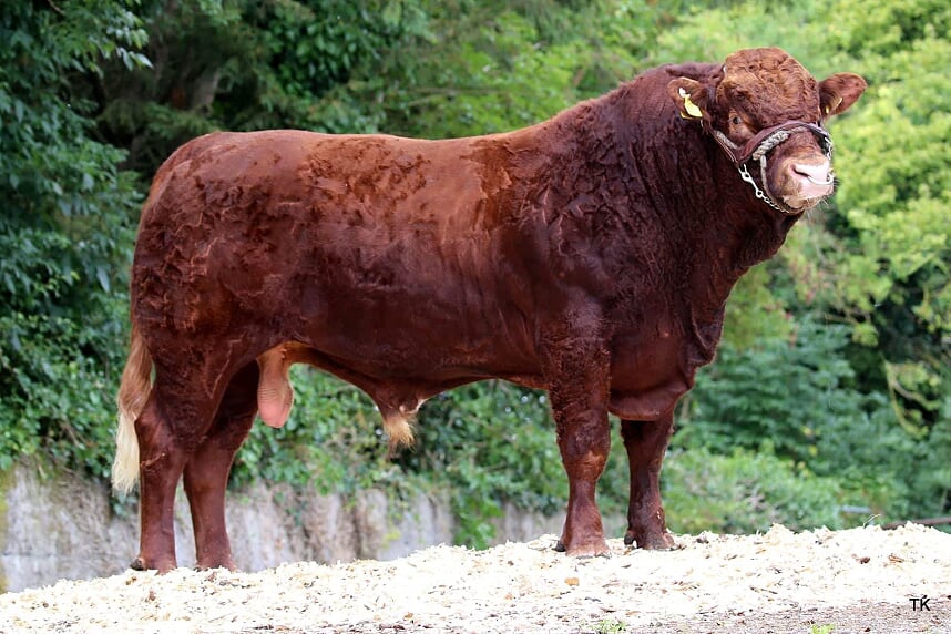 Read more about the article Knottown Randy semen for sale