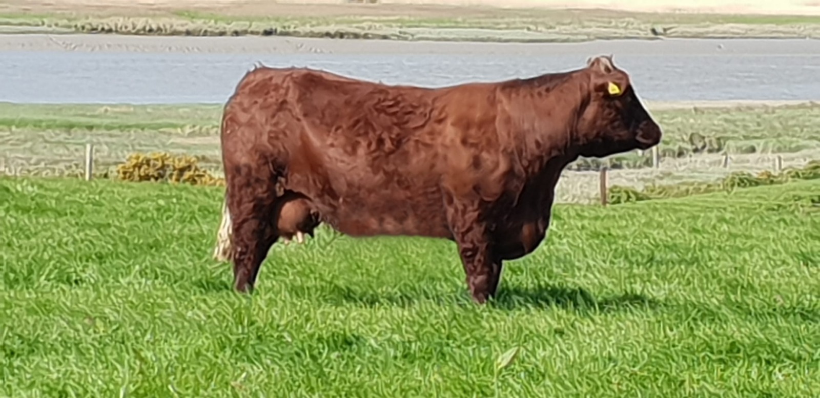 Virtual Show 2021 Class #1: Pedigree Salers Cow any age, in calf or with calf at foot.
