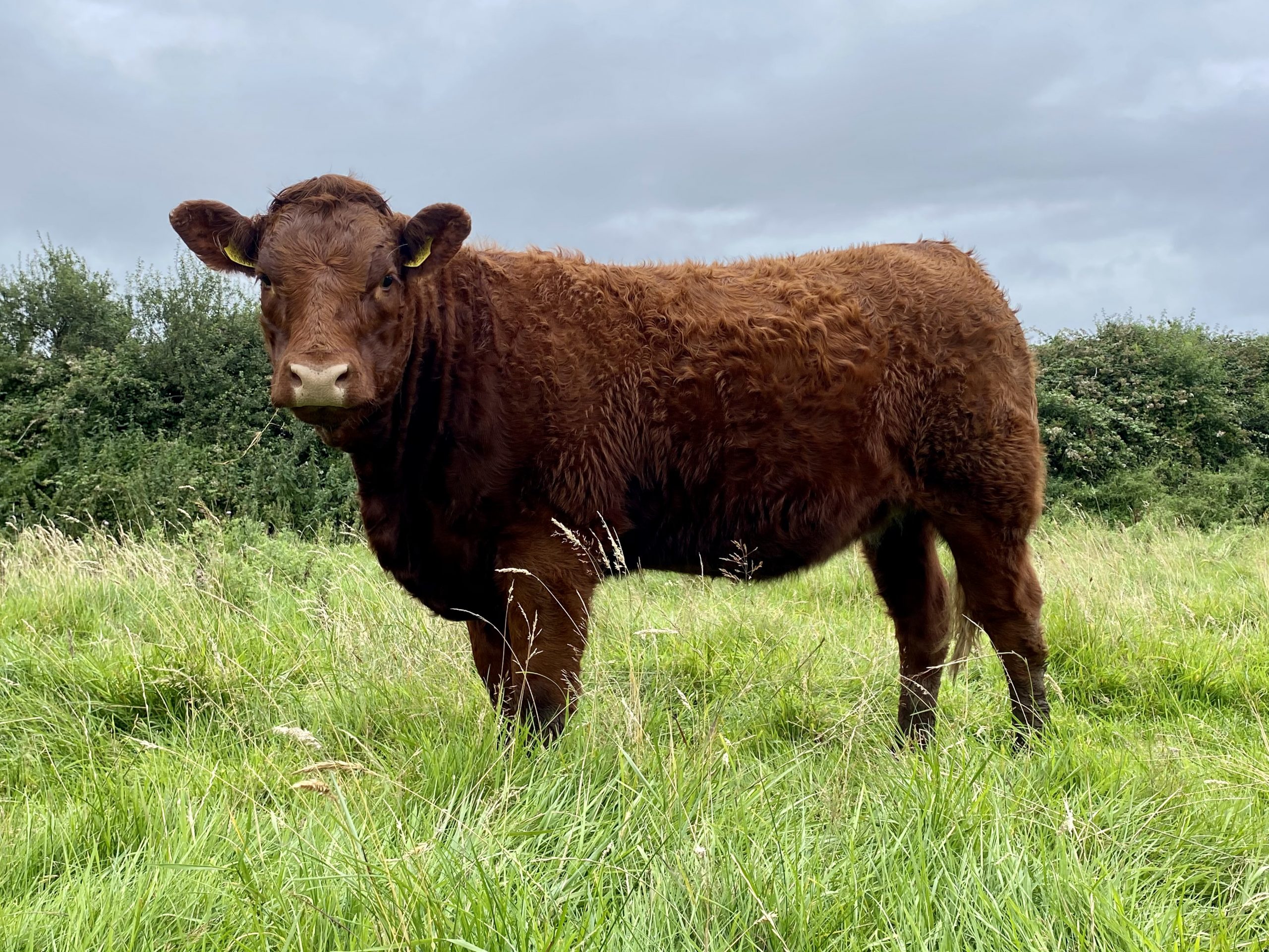 Read more about the article Virtual Show 2021 Class #3: Pedigree Salers Junior Heifer born on/between 01/09/19 and 31/08/20.