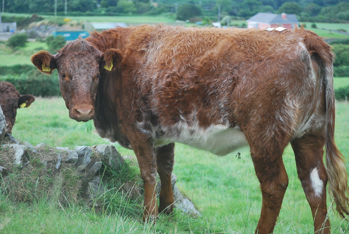 Read more about the article Virtual Show 2021 Class #7: Salers cross heifer any age