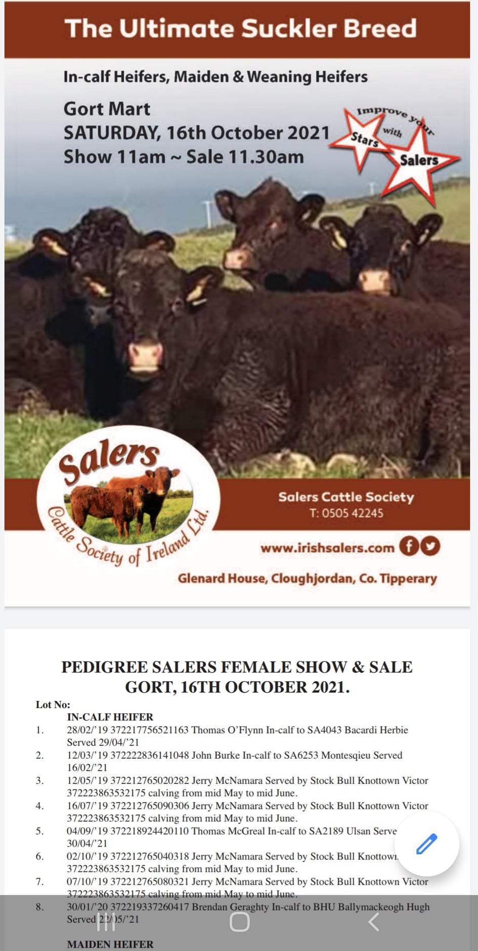 GORT SHOW & SALE 16/10/2 SALERS X BREEDING HEIFERS AND UNHALTERED PEDIGREE FEMALES – Catalogue available