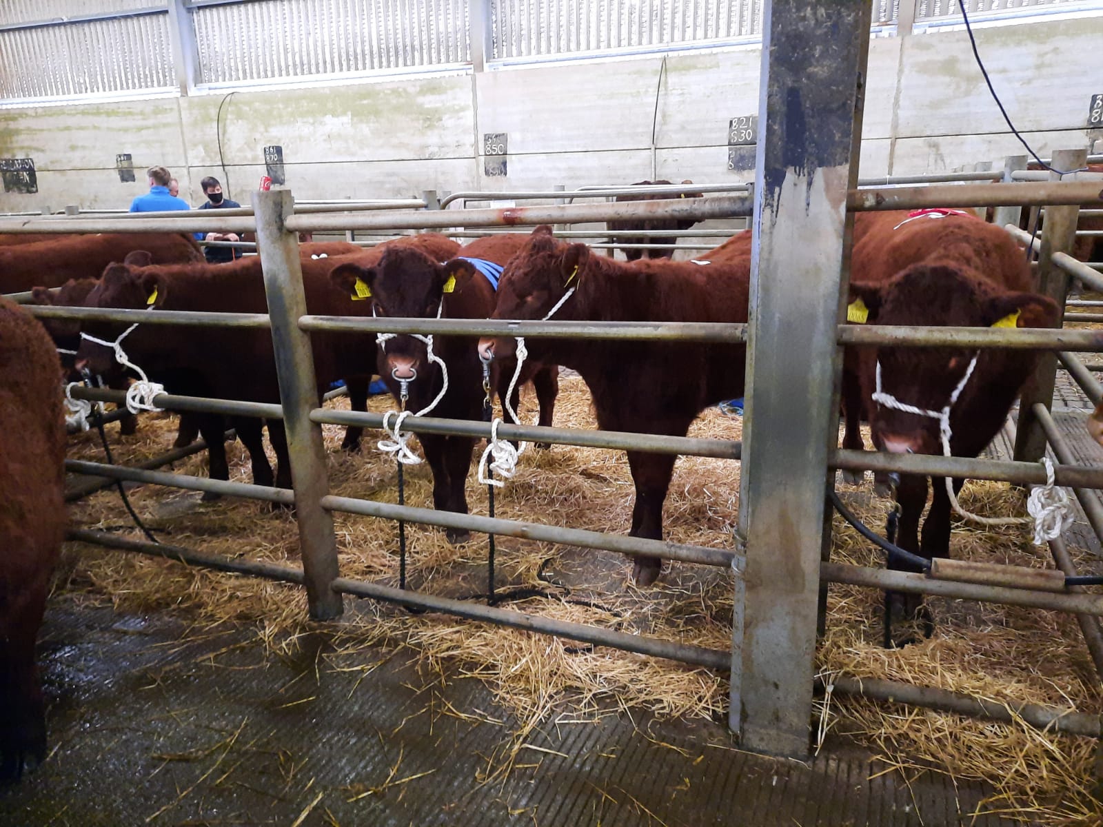 Read more about the article GORT SHOW & SALE 15/10/’22 SALERS X BREEDING HEIFERS AND PEDIGREE FEMALES – CATALOGUE AVAILABLE for the “Elite Pedigree Cattle” section.