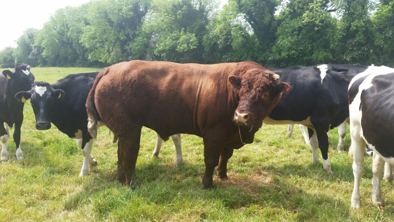 Salers Bull in Dairy Herd Testimonial
