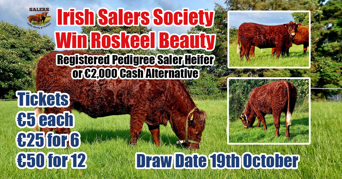 Read more about the article Irish Salers Society Win a Heifer Fundraising Raffle