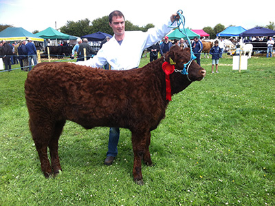 Athlone Show female calf winner Ballyvonnaun Olga.