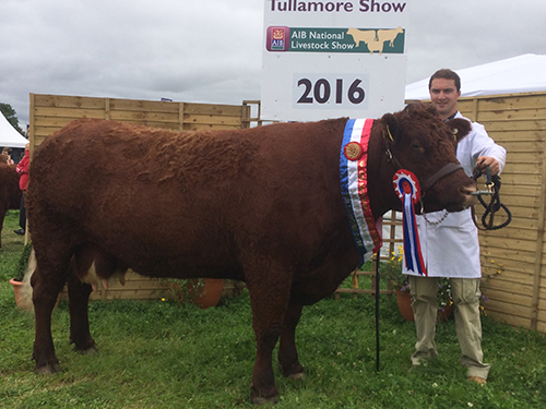 Tullamore 2016 Champion, Clew Bay Kate owner Declan Bell